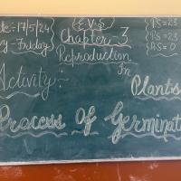 germination